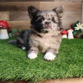 Peek-a-pom