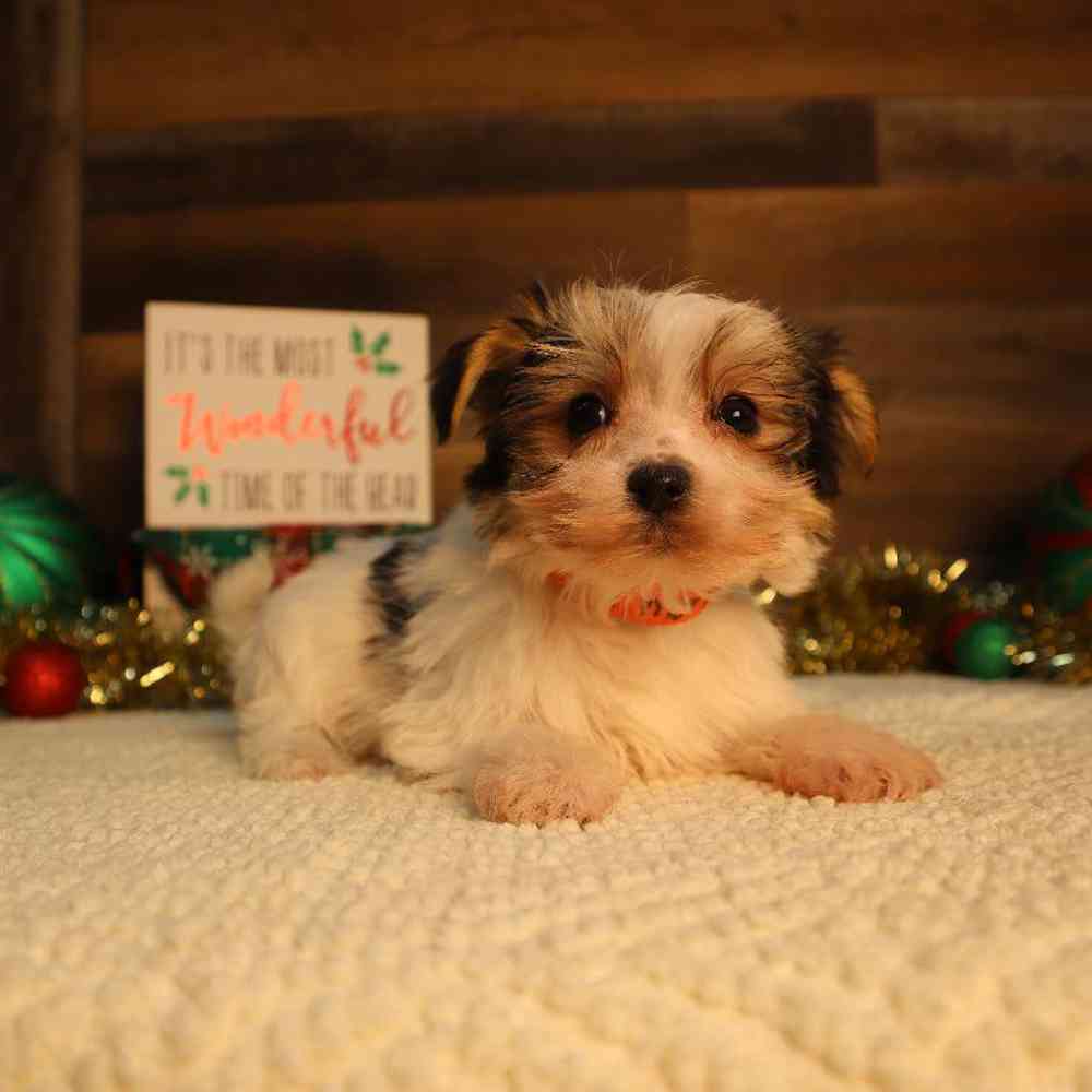 Male Morkie Puppy for Sale in Blaine, MN