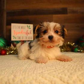 Morkie