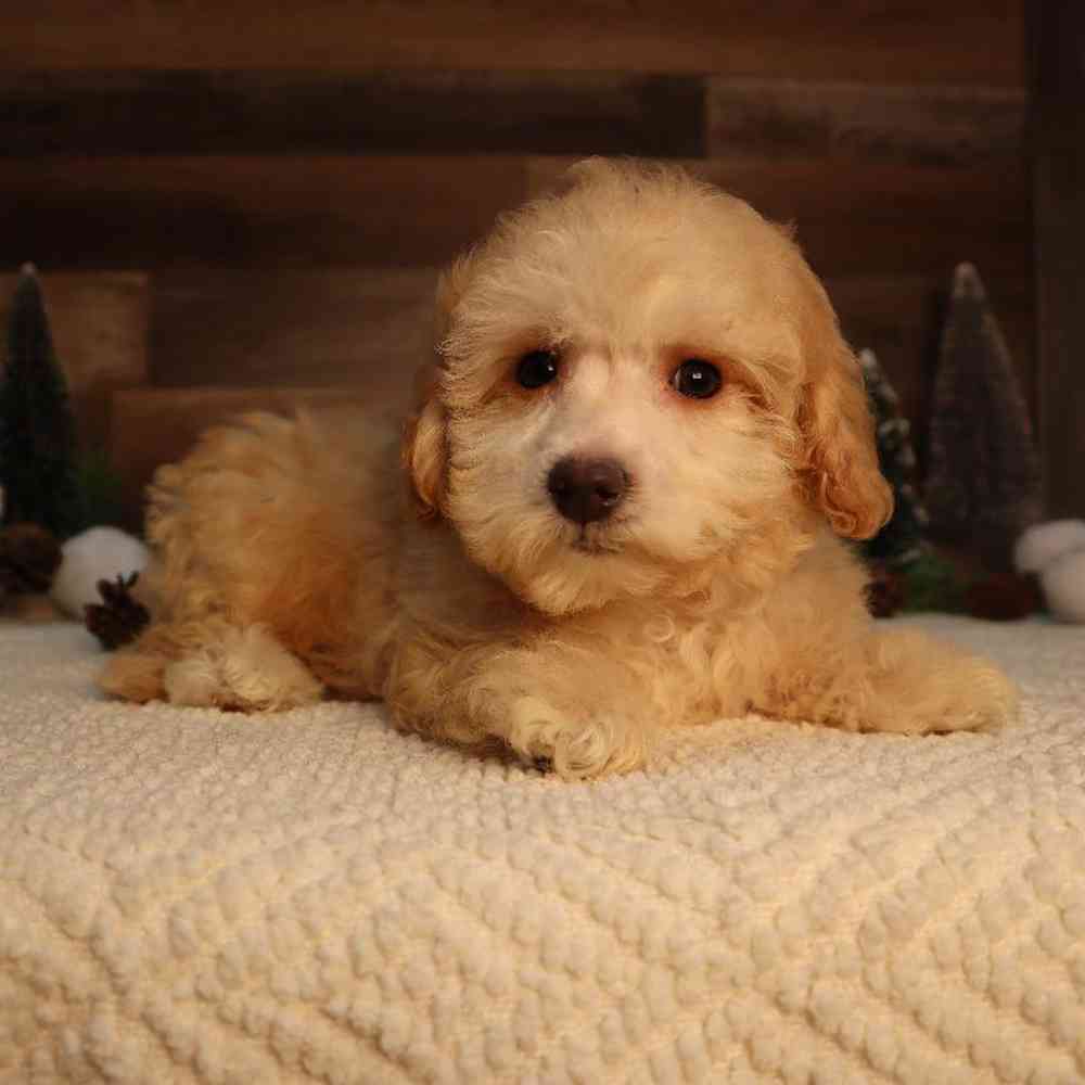 Male Bichon-Poo Puppy for Sale in Blaine, MN