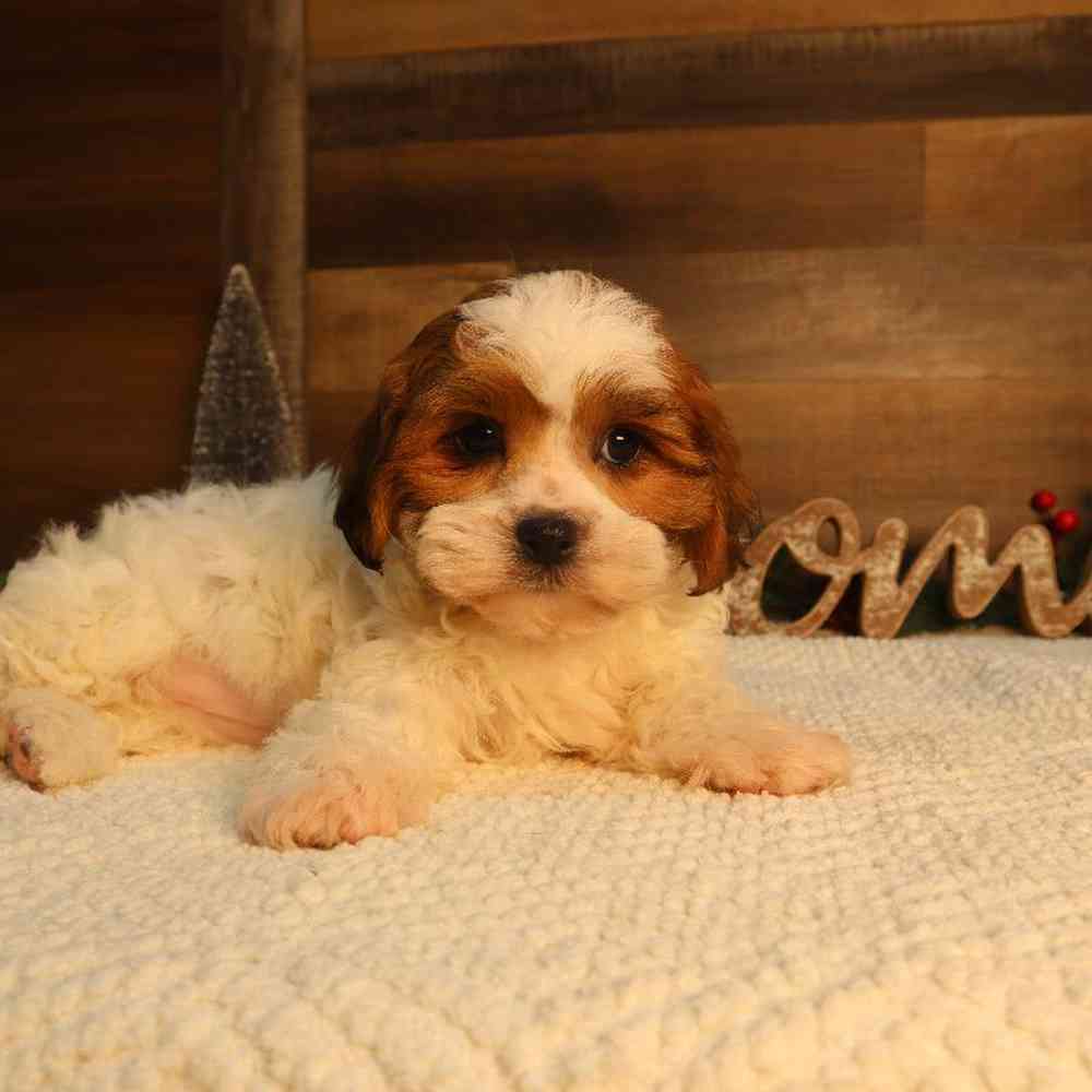 Image of a pet breed in the gallery