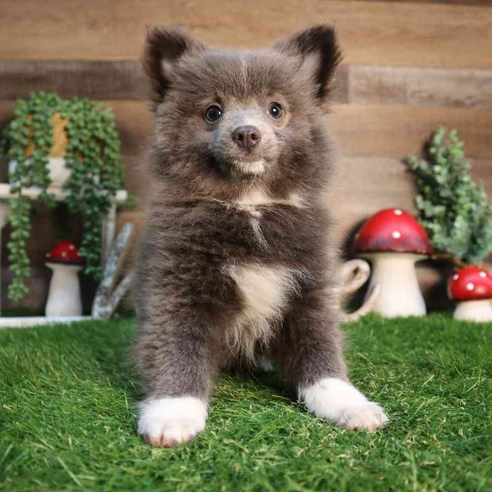 Female Pomeranian Puppy for Sale in Blaine, MN