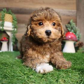 Bichon-Poo