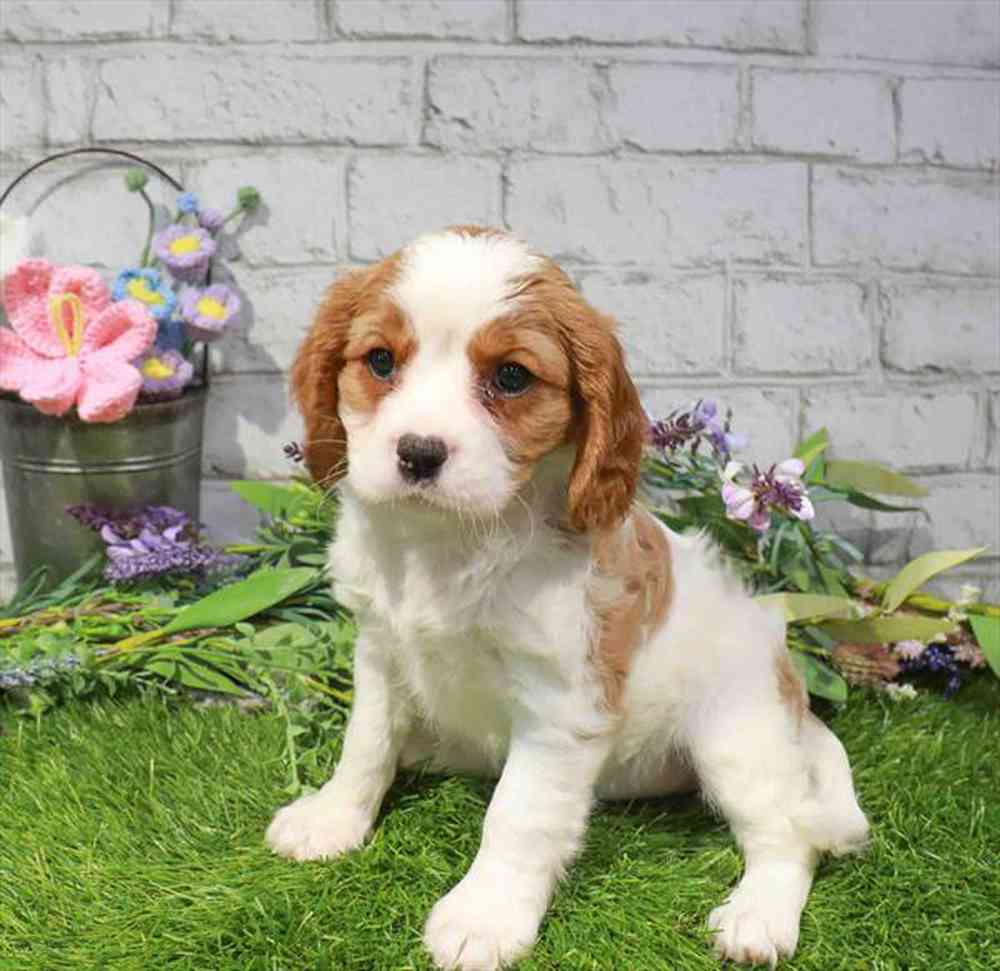 carousel pet images