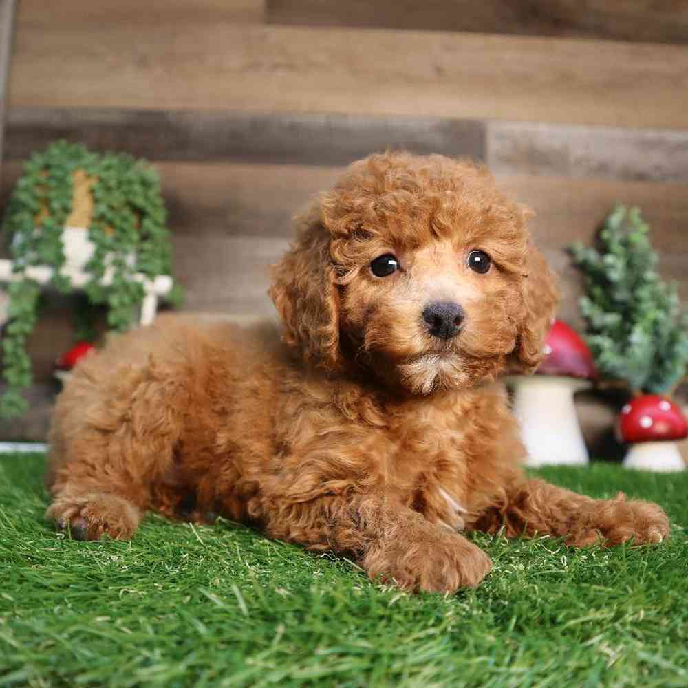 carousel pet images