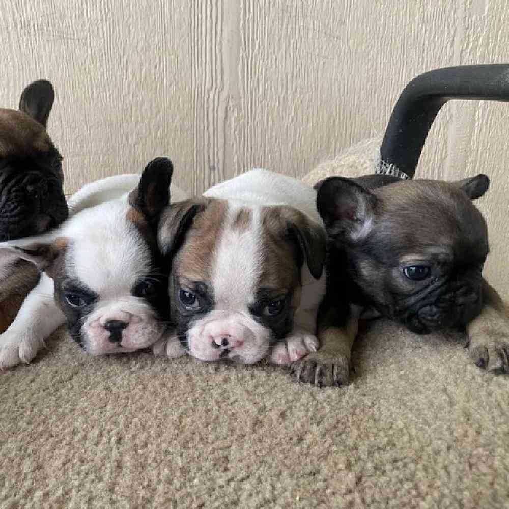 carousel pet images