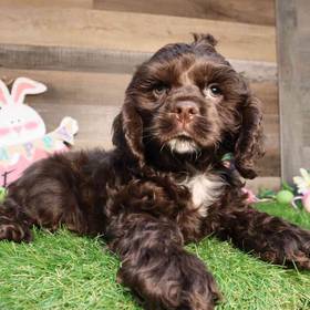 Cocker Spaniel