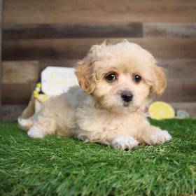 Maltipoo