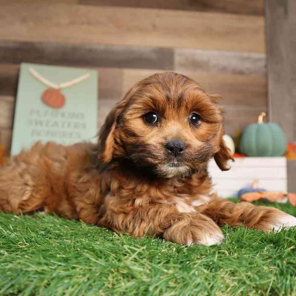 Female Shipoo Puppy for Sale in Blaine, MN