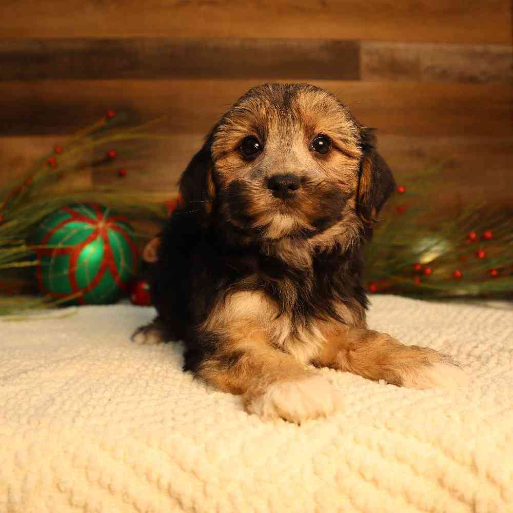 Female Morkie Puppy for Sale in Blaine, MN