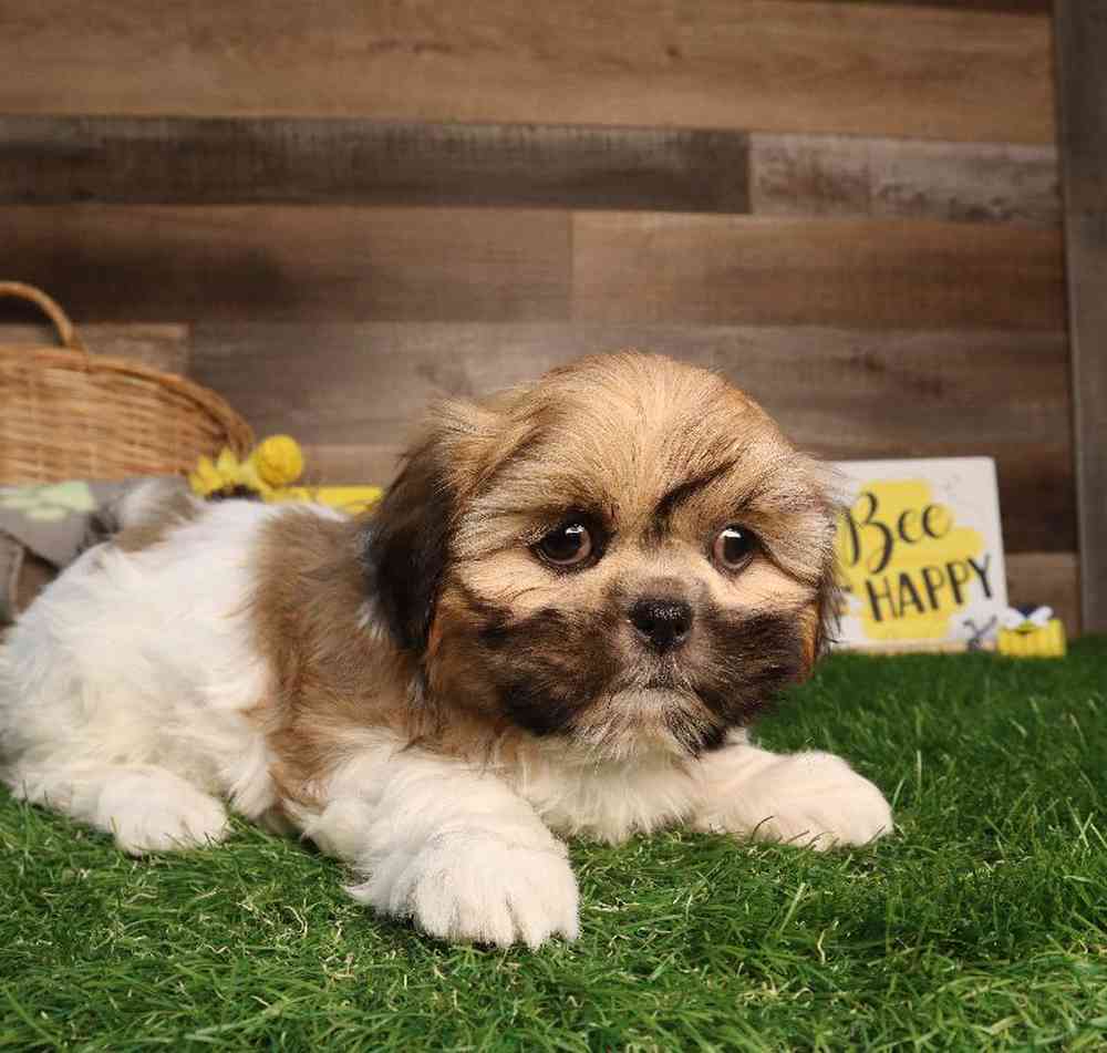 carousel pet images