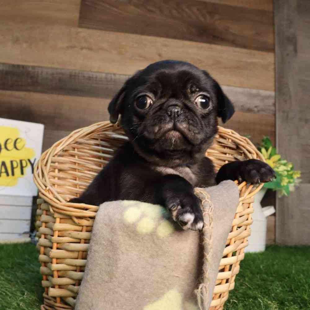 Male Pug Puppy for Sale in Blaine, MN