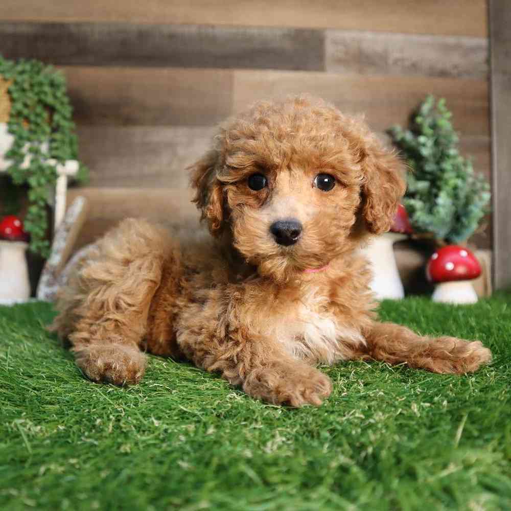 carousel pet images
