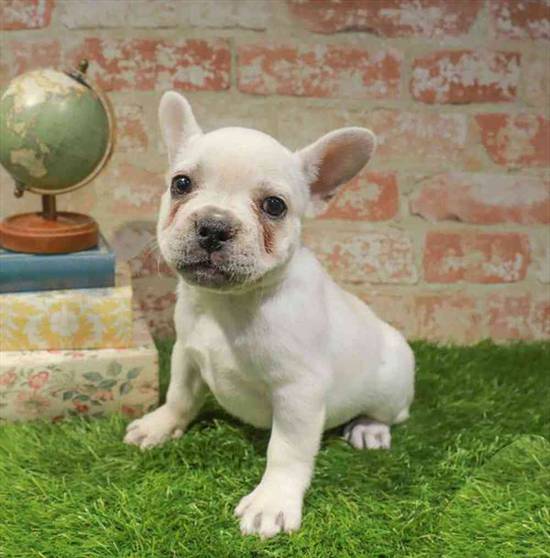 French Bulldog