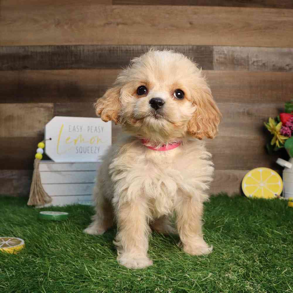 carousel pet images
