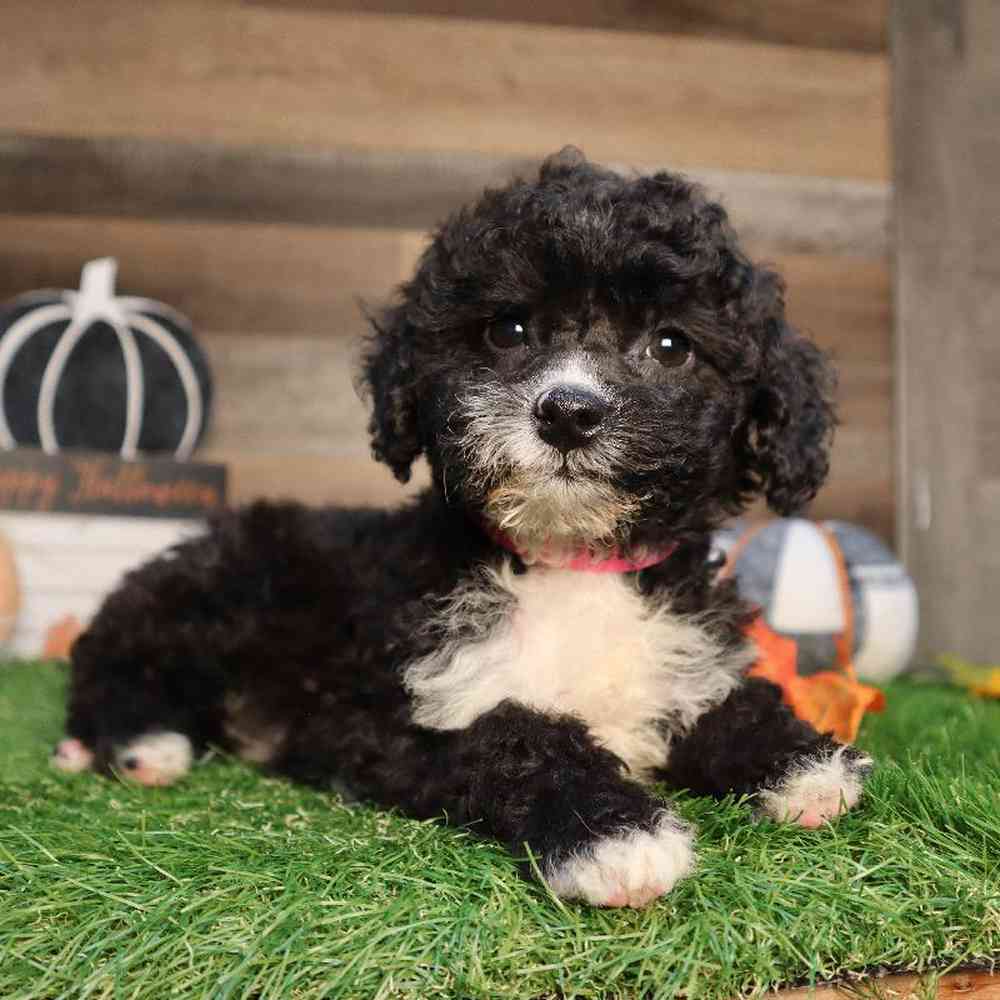 Female Mini Goldendoodle Puppy for Sale in Blaine, MN