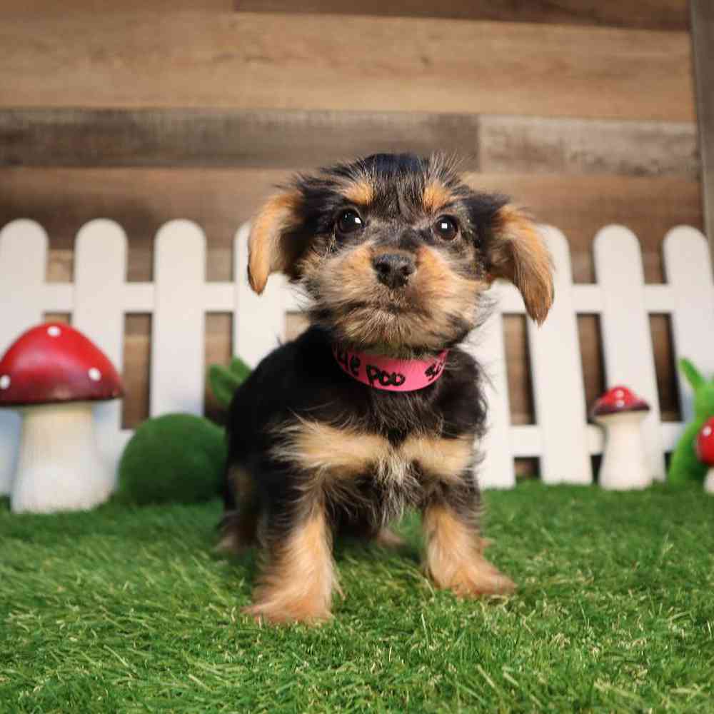 Female Yorkie-Poo Puppy for Sale in Blaine, MN