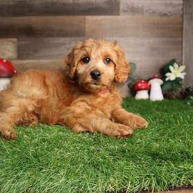 Mini Goldendoodle 2nd Gen