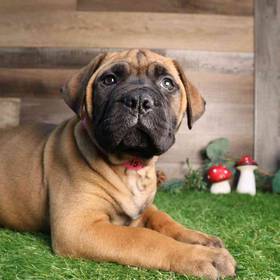 Bull Mastiff
