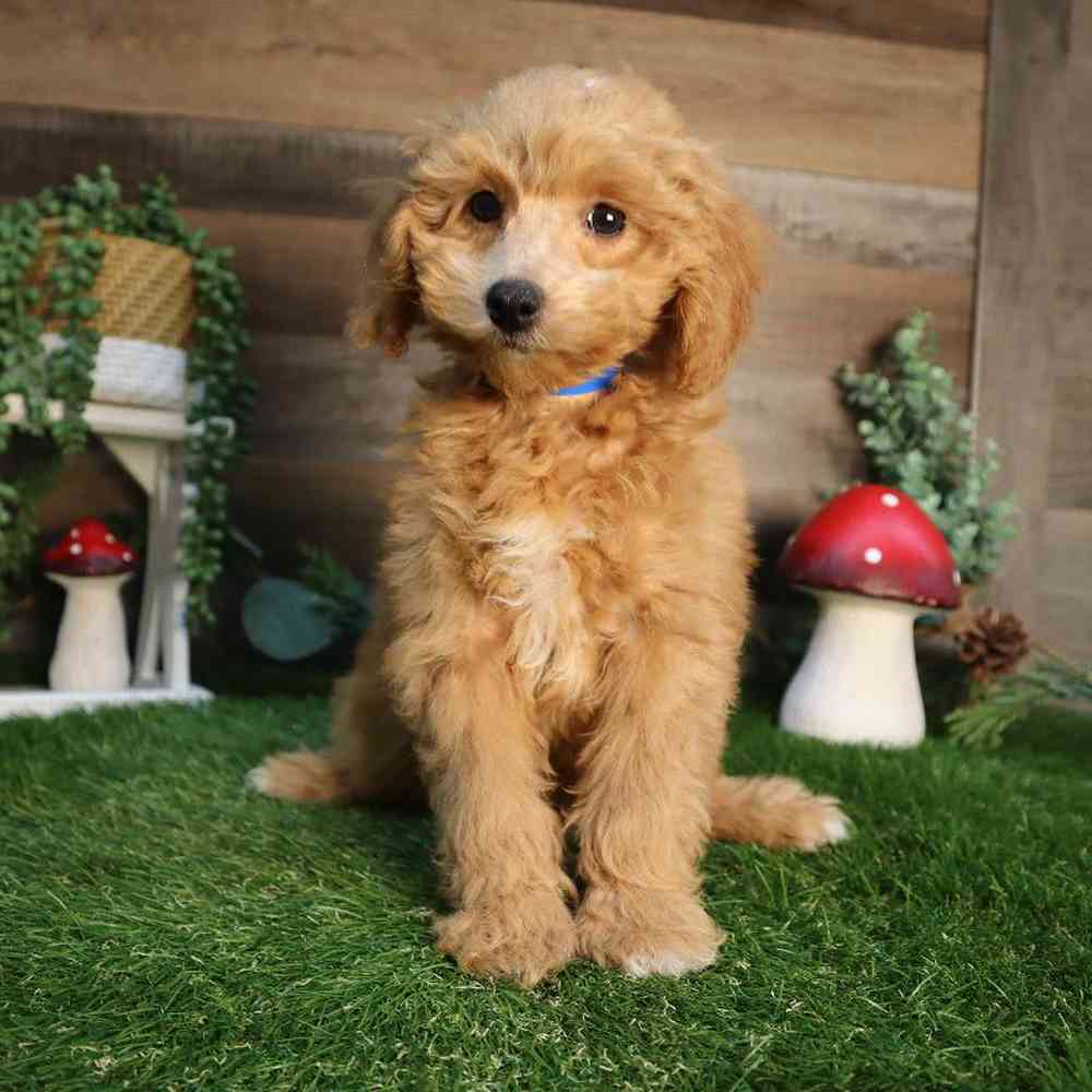 carousel pet images