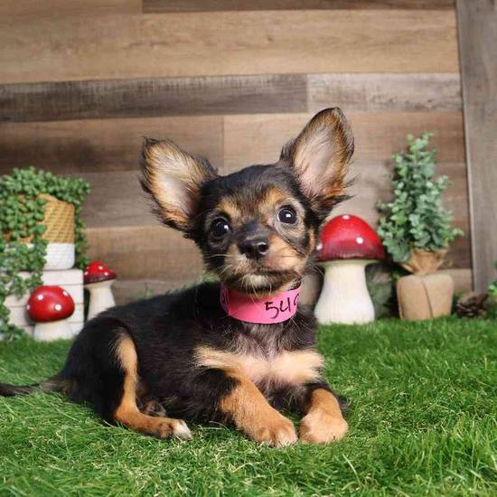Minnie