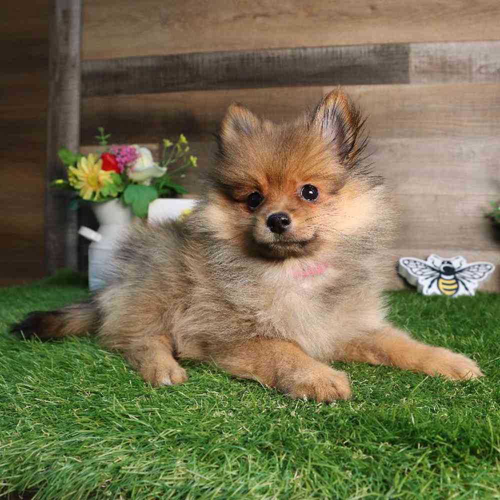 Female Pomeranian Puppy for Sale in Blaine, MN