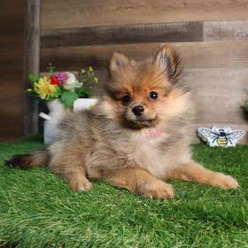Pomeranian