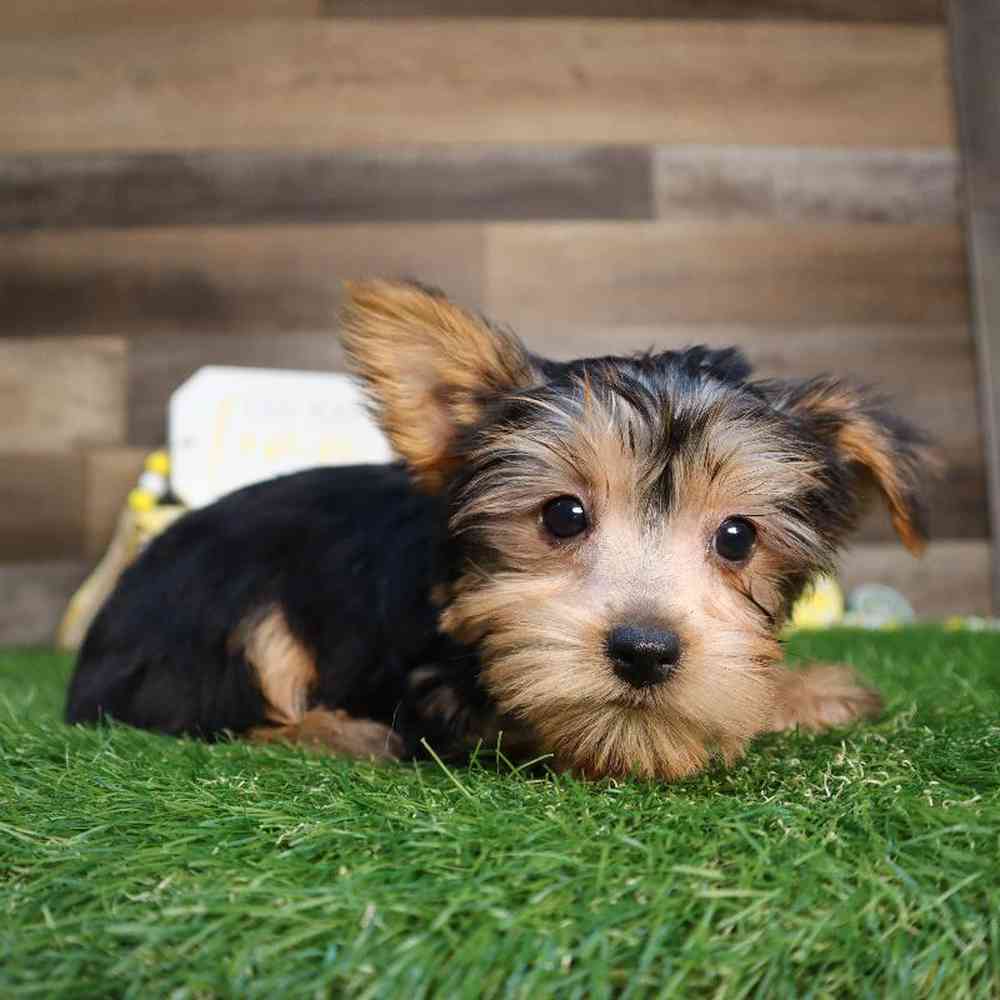 Male Yorkshire Terrier Puppy for Sale in Blaine, MN