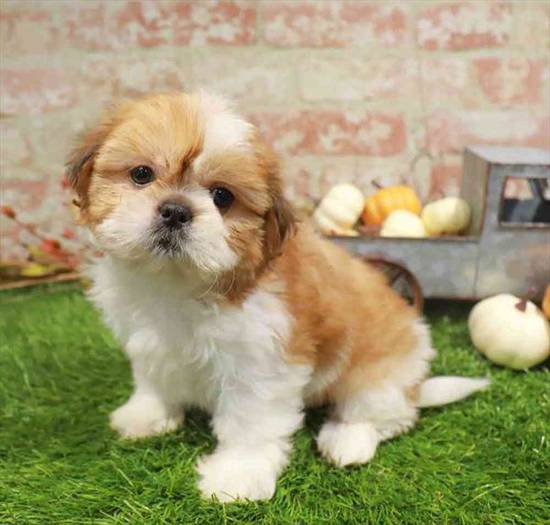 Shih Tzu