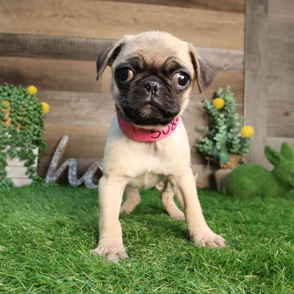Female Pug Puppy for Sale in Blaine, MN