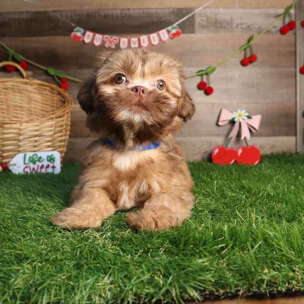 Image of a pet breed in the gallery