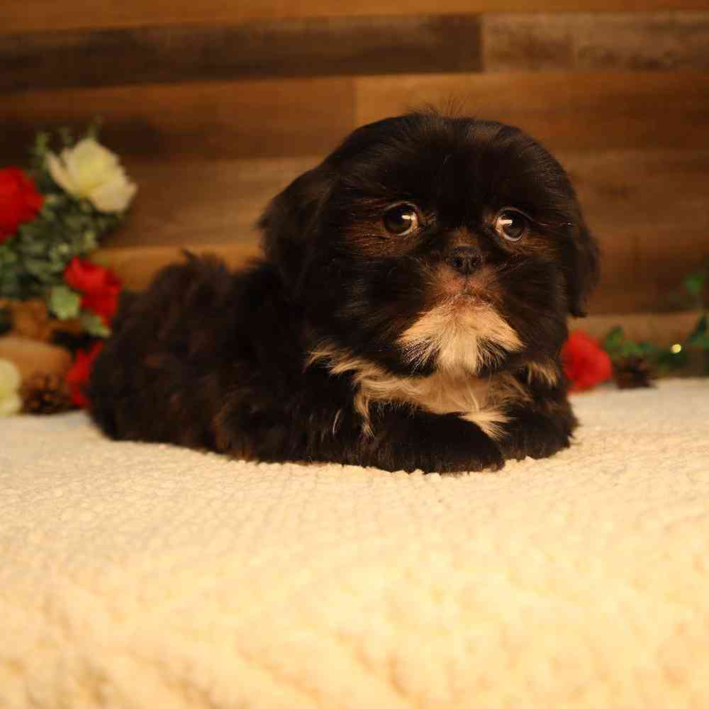 Male Shih Tzu Puppy for Sale in Blaine, MN