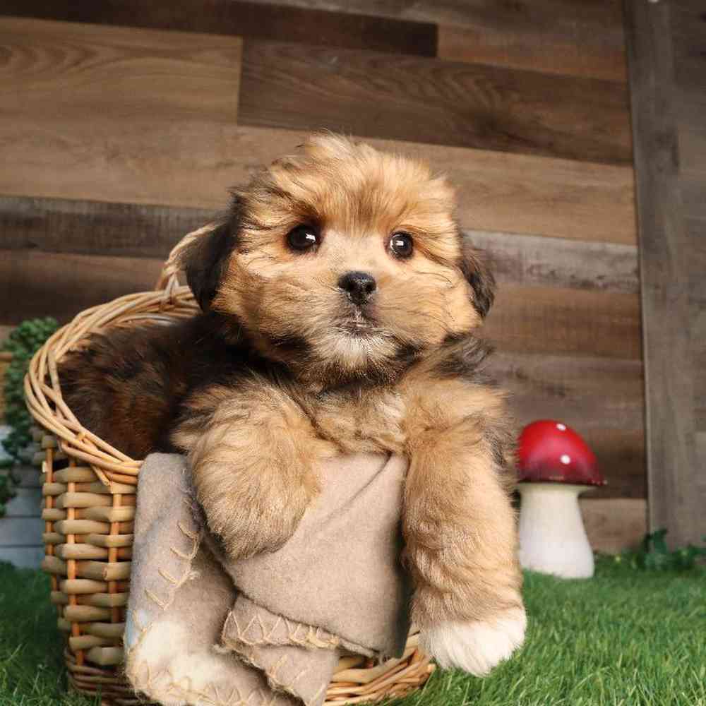Male Shorkie Puppy for Sale in Blaine, MN