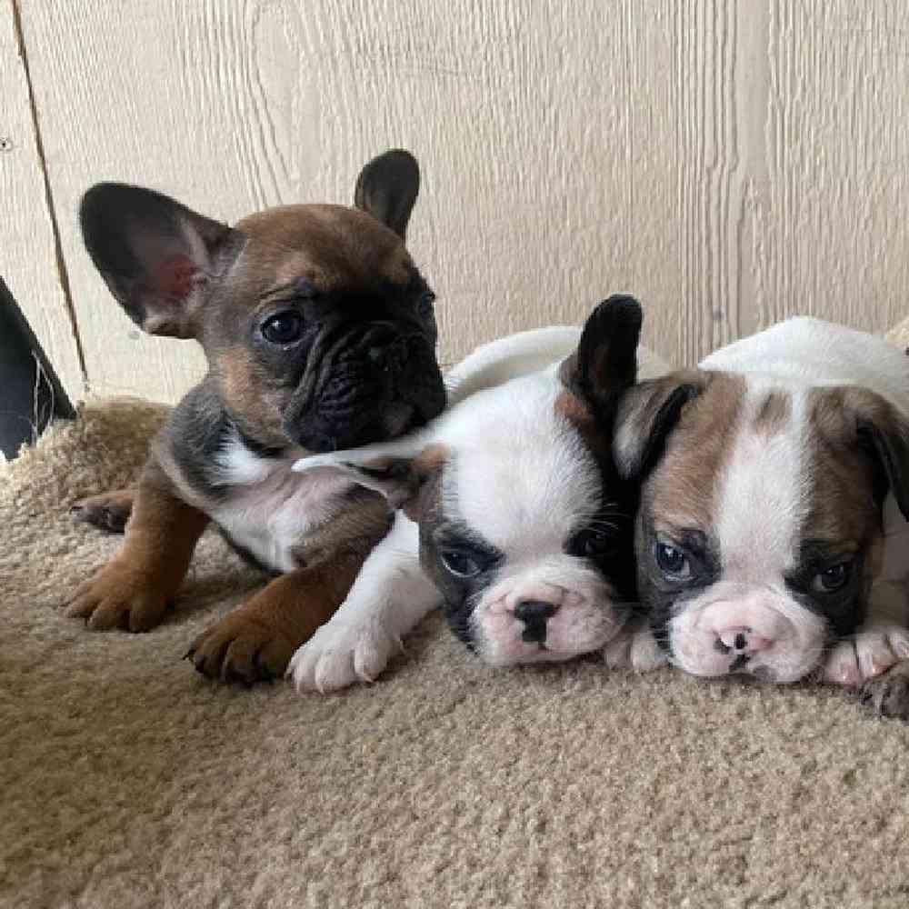 carousel pet images