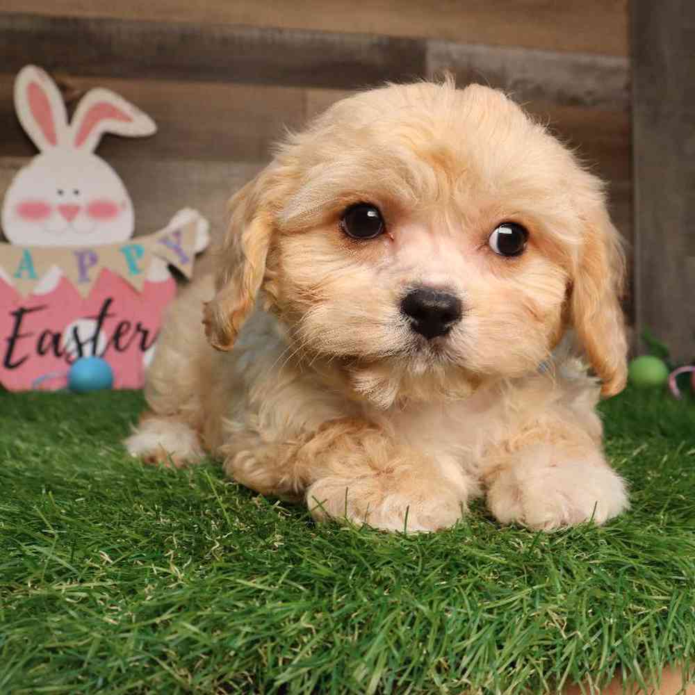 Male Cavachon Puppy for Sale in Blaine, MN