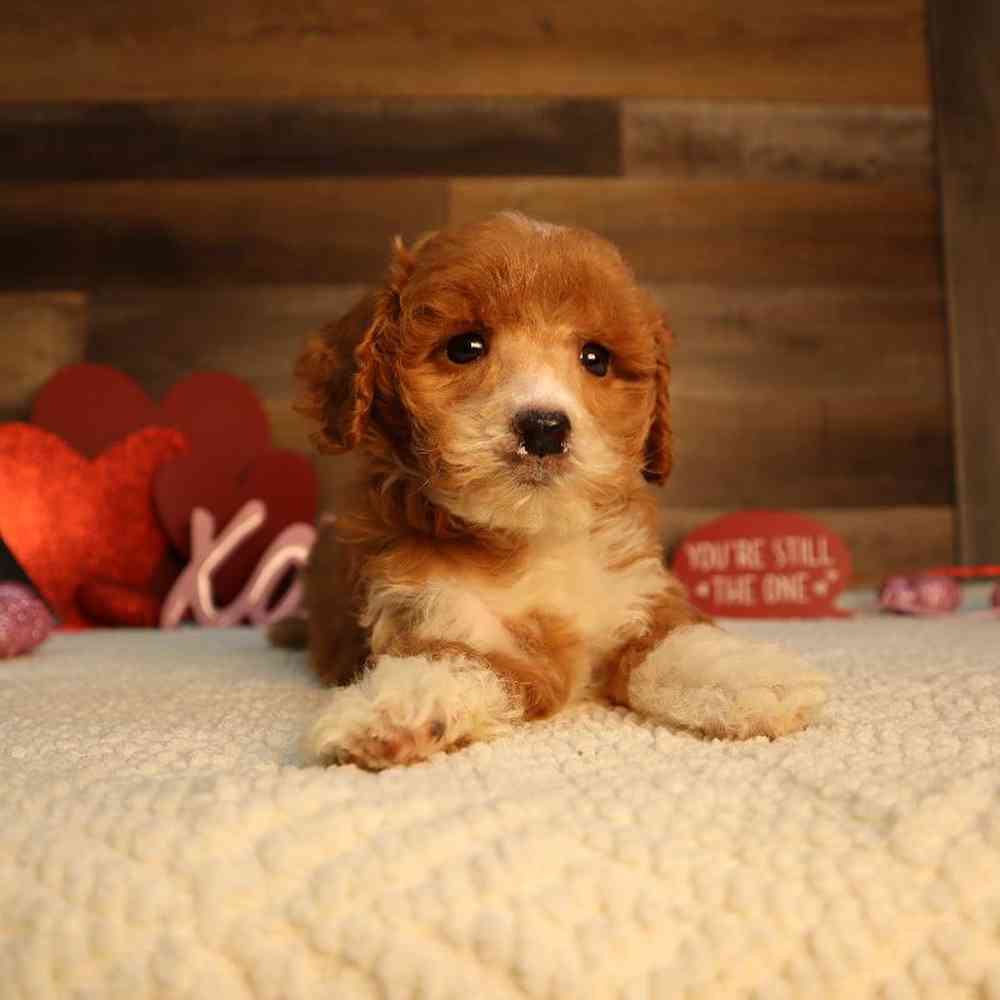 Female Mini Goldendoodle 2nd Gen Puppy for Sale in Blaine, MN