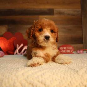 Mini Goldendoodle 2nd Gen