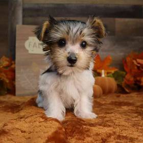 Yorkshire Terrier