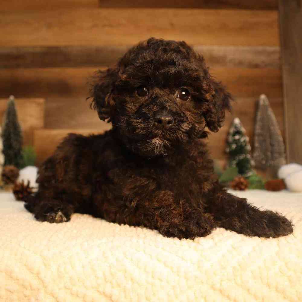 Female Mini Poodle Puppy for Sale in Blaine, MN