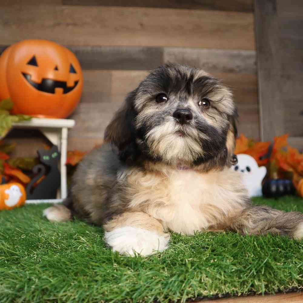 Female Shipoo Puppy for Sale in Blaine, MN