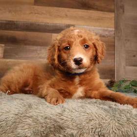 Mini Goldendoodle