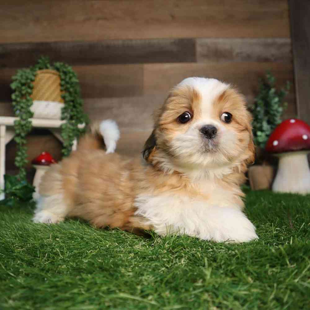 carousel pet images