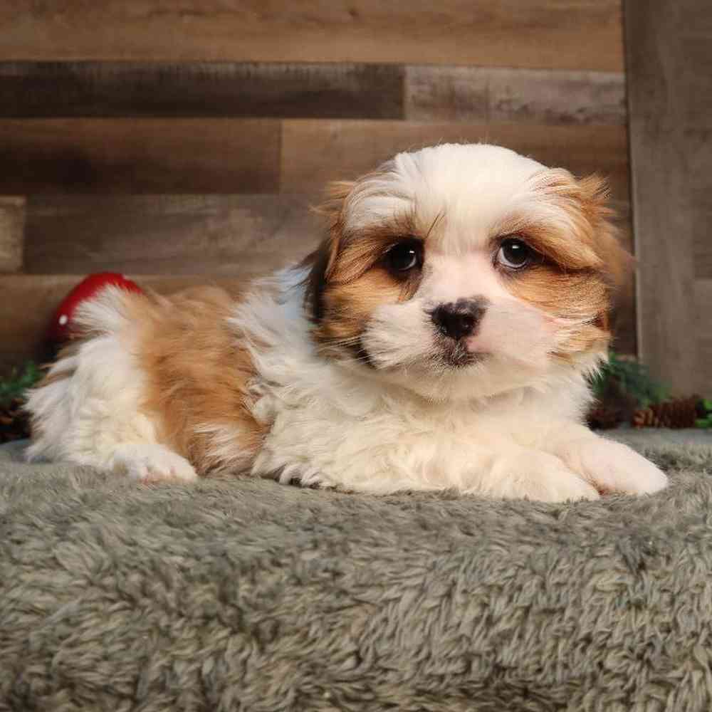 Male Malshi Puppy for Sale in Blaine, MN