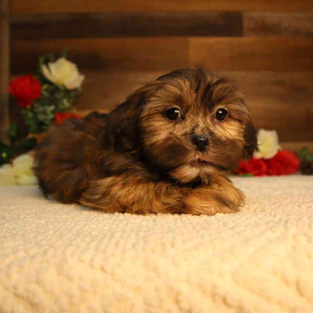 Male Shorkie Puppy for Sale in Blaine, MN