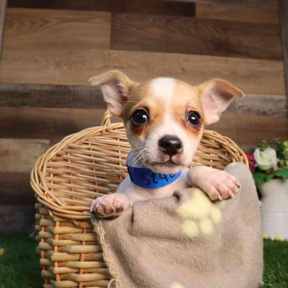 Male Chihuahua Puppy for Sale in Blaine, MN