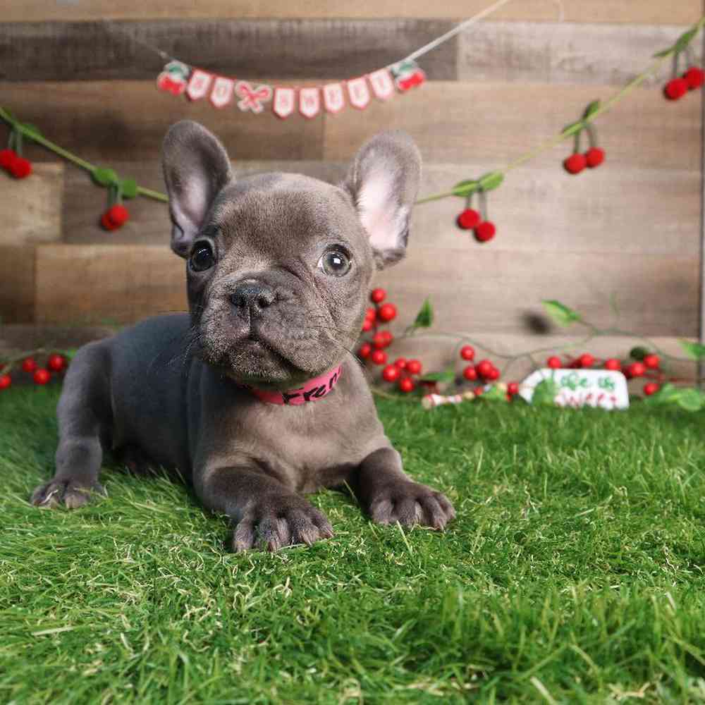 carousel pet images