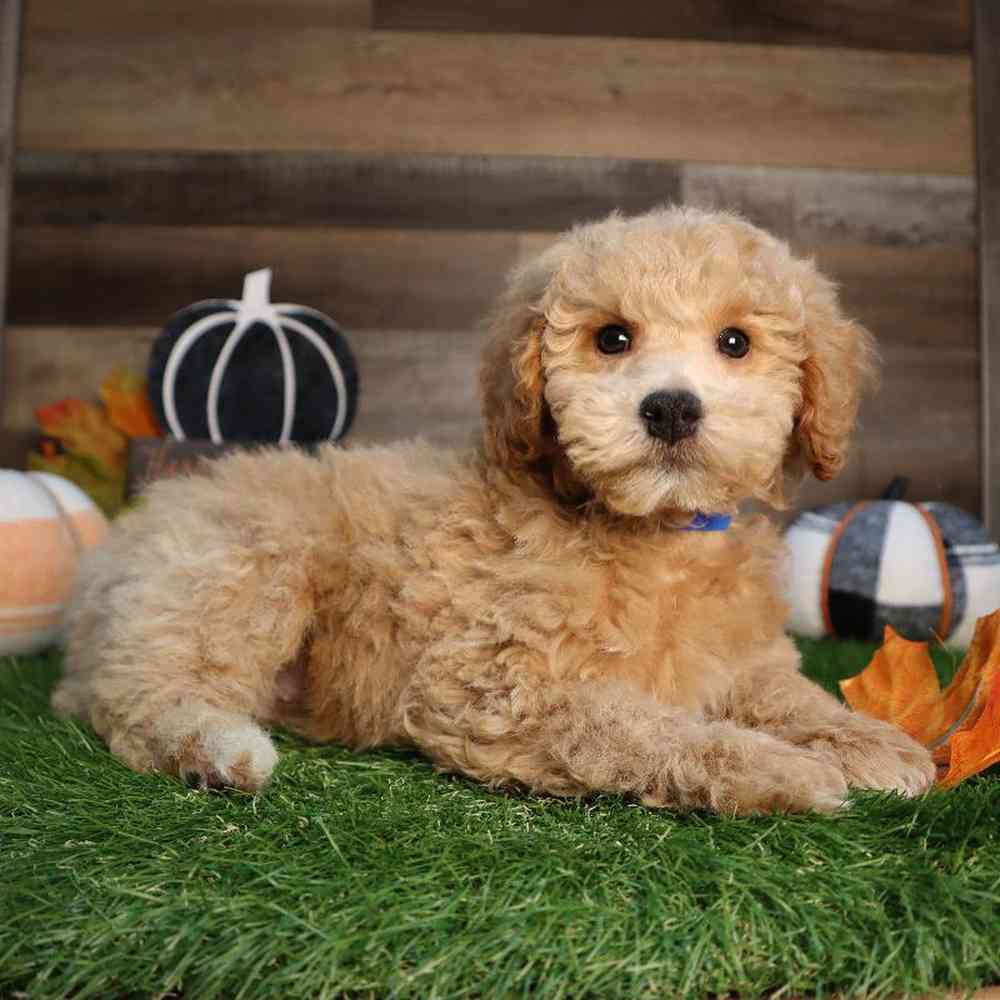 Male Mini Goldendoodle Puppy for Sale in Blaine, MN