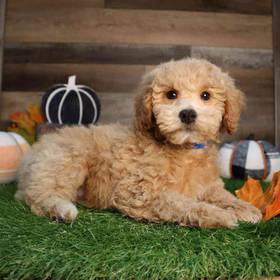 Mini Goldendoodle