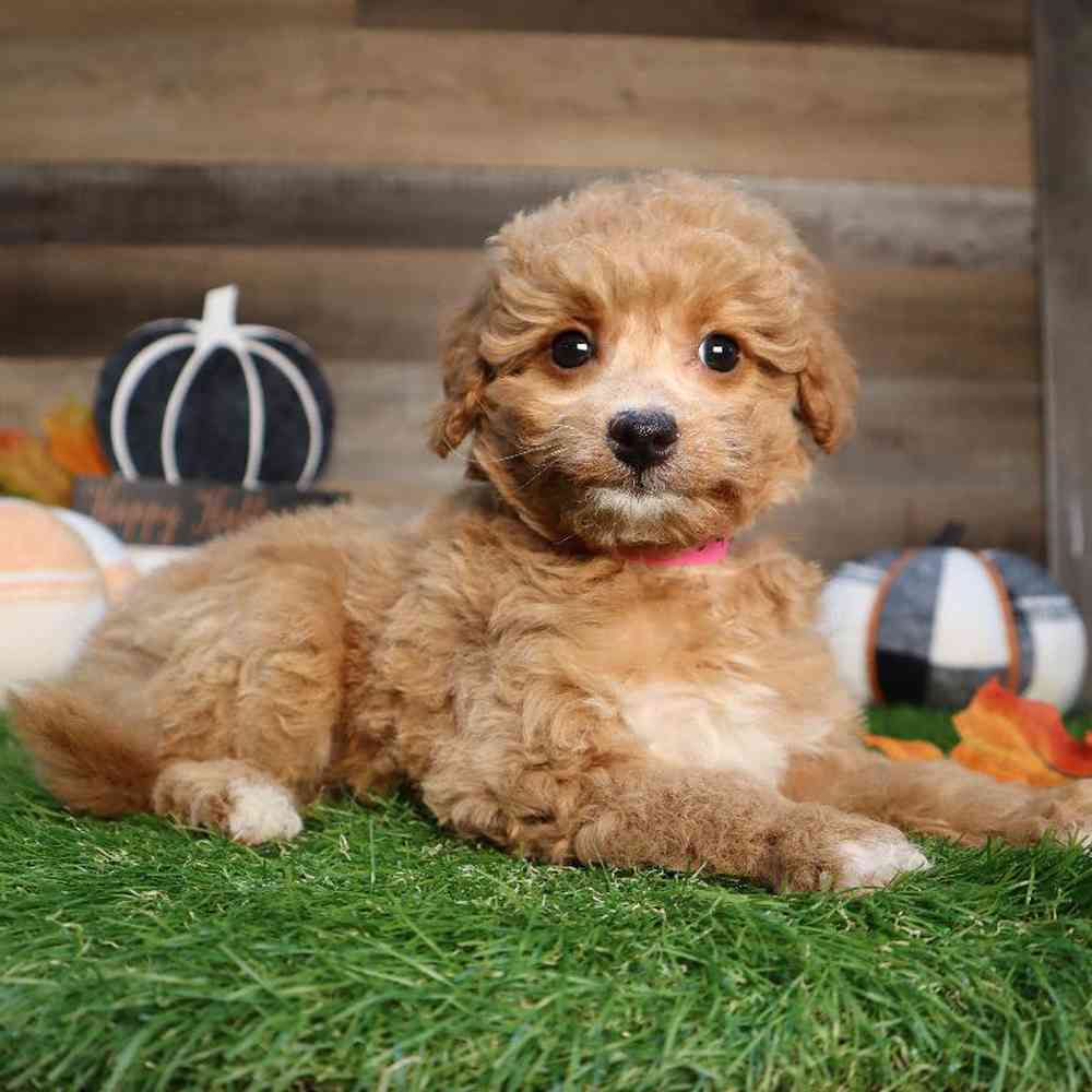 carousel pet images