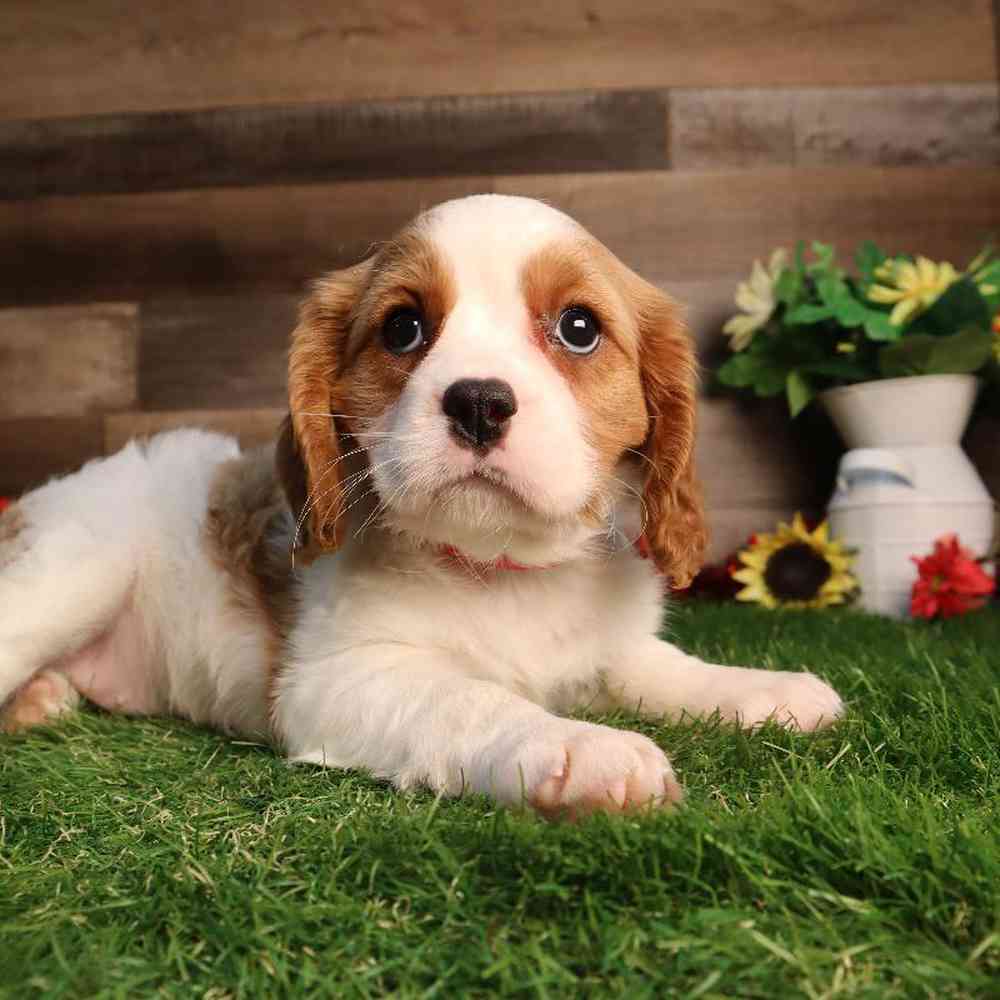 Image of a pet breed in the gallery